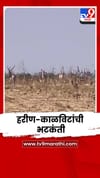 येवला तालुक्यात चारा-पाण्याच्या शोधात हरीण-काळविटांची भटकंती.