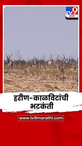 येवला तालुक्यात चारा-पाण्याच्या शोधात हरीण-काळविटांची भटकंती