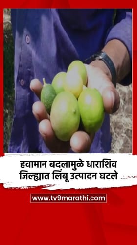 हवामान बदलामुळे धाराशिव जिल्ह्यात लिंबू उत्पादन घटले