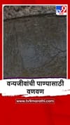 Dharashiv : येडशी अभयारण्यात पशुपक्ष्यांचे पाण्याविना हाल, वनविभागावर हलगर्जीपणाचा आरोप.