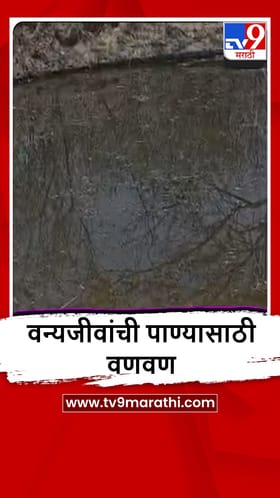 Dharashiv : येडशी अभयारण्यात पशुपक्ष्यांचे पाण्याविना हाल, वनविभागावर हलगर्जीपणाचा आरोप