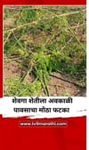 अवकाळी पावसाचा फटका, शेवगा उत्पादकांचे मोठे नुकसान.
