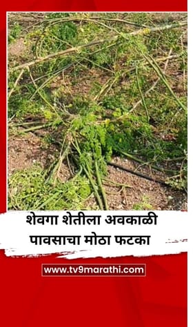 अवकाळी पावसाचा फटका, शेवगा उत्पादकांचे मोठे नुकसान