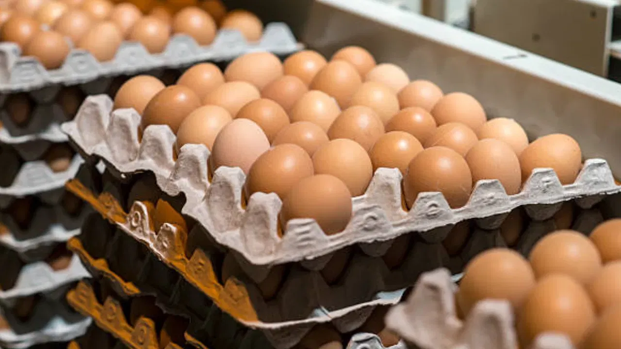 अहवालानुसार, अंडी खाण्याच्या बाबतीत मेक्सिको आणि जपान हे देश आघाडीवर आहेत. या दोन्ही देशांतील लोक अंड्यांचे इतके शौकीन आहेत की प्रत्येक व्यक्ती वर्षाला सरासरी 300 पेक्षा जास्त अंडी खातो.