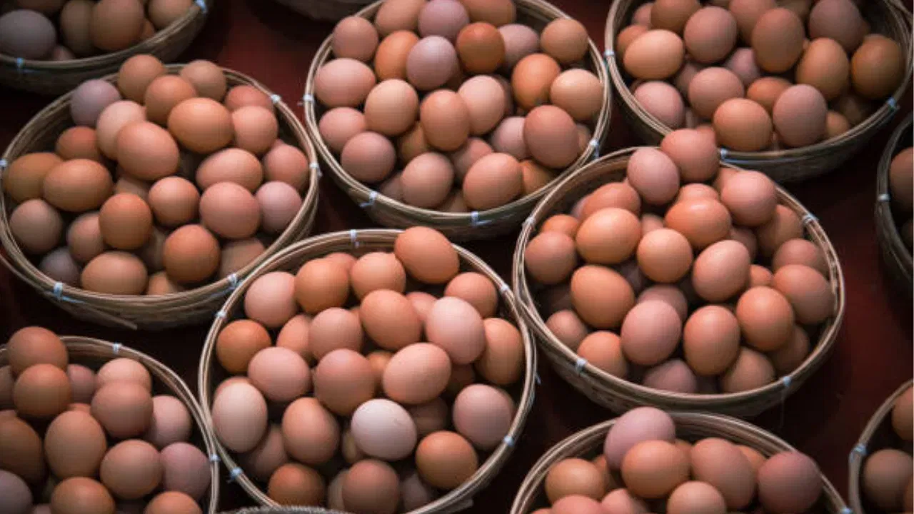 आजच्या धावपळीच्या जीवनात अंडे हे सर्वात स्वस्त आणि आरोग्यदायी ‘सुपरफूड’ बनले आहे. जिमला जाणारे तरुण, शाळेत जाणारी मुले किंवा ऑफिसला घाईत जाणारे लोक आवडीने अंडी खातात.  