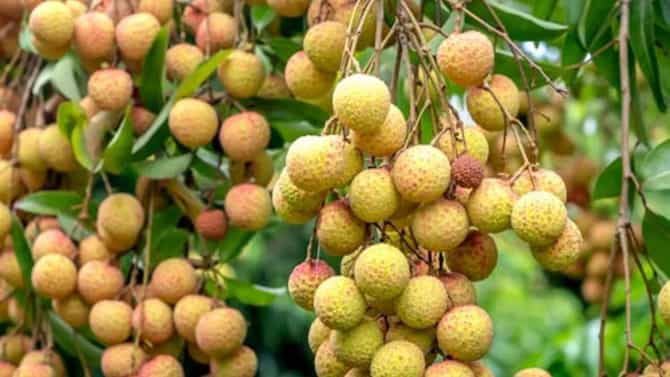 नैसर्गिकरित्या चमकदार व तरूण तेजस्वी त्वचेसाठी आहारात या व्हिटॅमिन सी युक्त उन्हाळी फळांचा करा समावेश