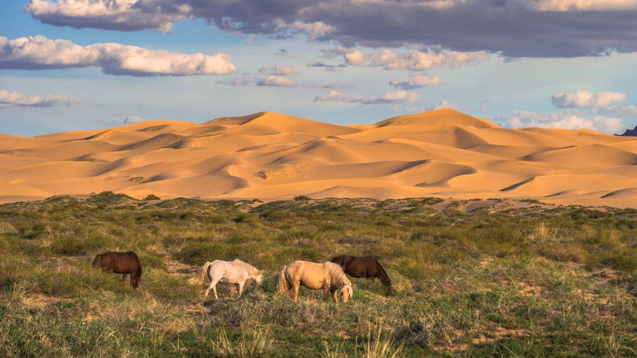 गोबी वाळवंटातील हवामान कसे असते? : गोबी वाळवंटाची सर्वात खास गोष्ट म्हणजे त्याचे हवामान. येथे दिवसा तापमान 40°C पेक्षा जास्त जाते तर रात्री ते -40°C पर्यंत खाली येते.