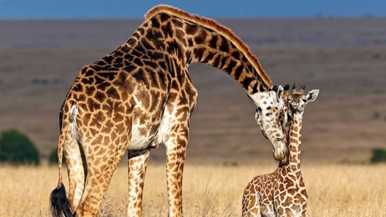 सर्वात कमी झोप घेणारा प्राणी: पृथ्वीवरील जिराफ हा असा प्राणी आहे जो सर्वात कमी वेळ झोपतो. आधीच सर्वात जास्त लांब मान असलेला हा प्राणी झोपेच्या वेळेमुळेही अनोखा ठरला आहे. 