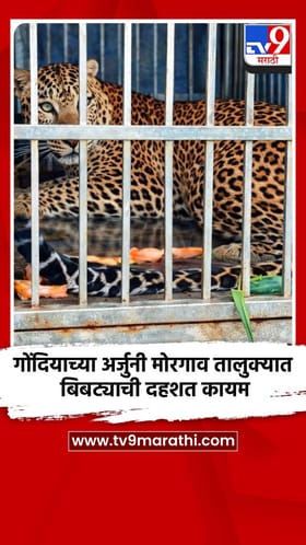 गोंदियाच्या अर्जुनी मोरगाव तालुक्यात बिबट्याची दहशत कायम