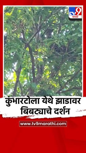 गोंदियाच्या देवरी तालुक्यातील कुंभारटोला येथे झाडावर बिबट्याचे दर्शन