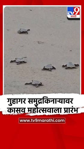 गुहागर समुद्रकिनाऱ्यावर कासव महोत्सवाला प्रारंभ