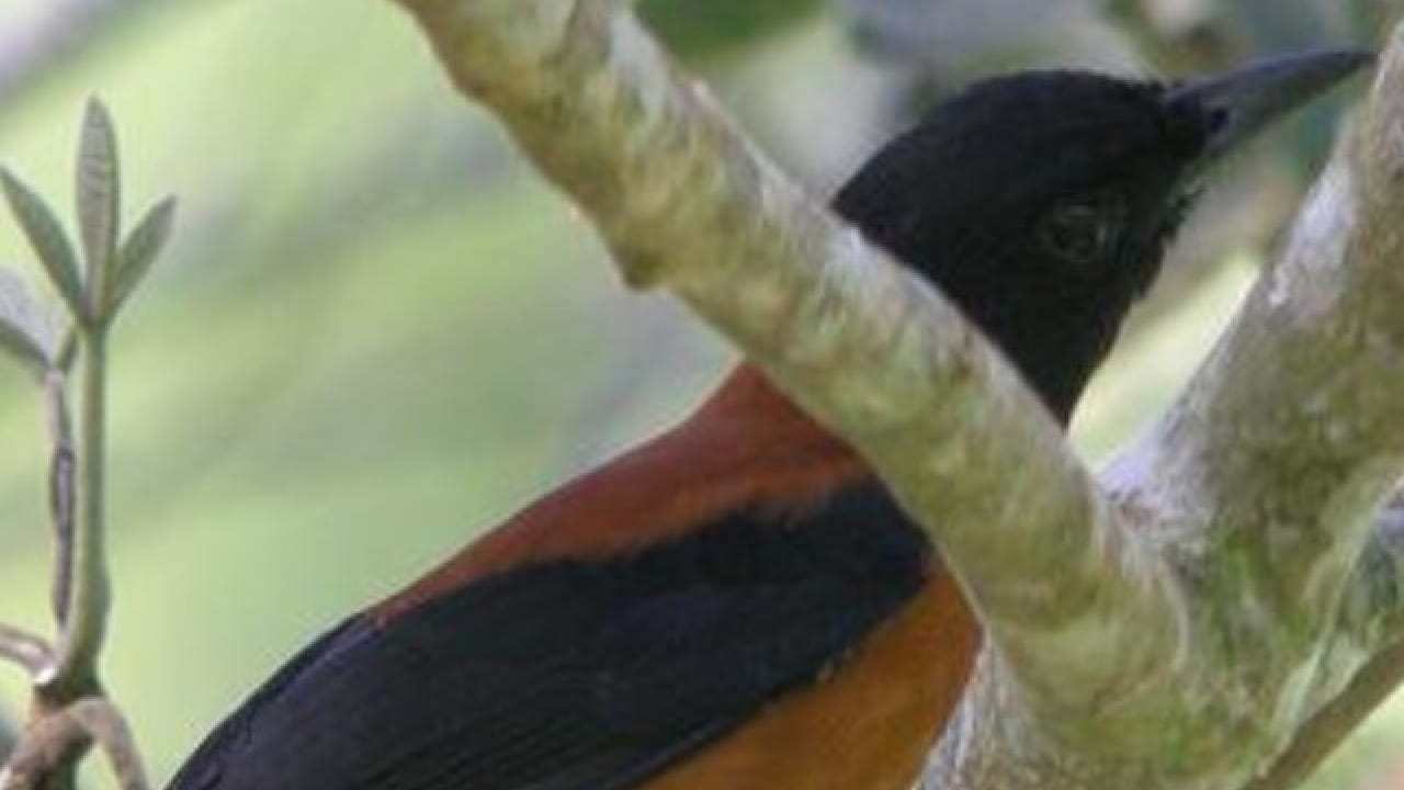 या पक्ष्याच्या चोचीचा अगदी छोटासा भागही माणसाला लागला की तो माणसाला सुन्न करू शकतो. त्यामुळेच हा पक्षी नैसर्गिकरित्या आपल्या शत्रूं पासून सुरक्षित राहतो. त्याच्या शरीरातील विषामुळे इतर प्राणी त्याच्यावर हल्ला करण्याचं टाळतात.