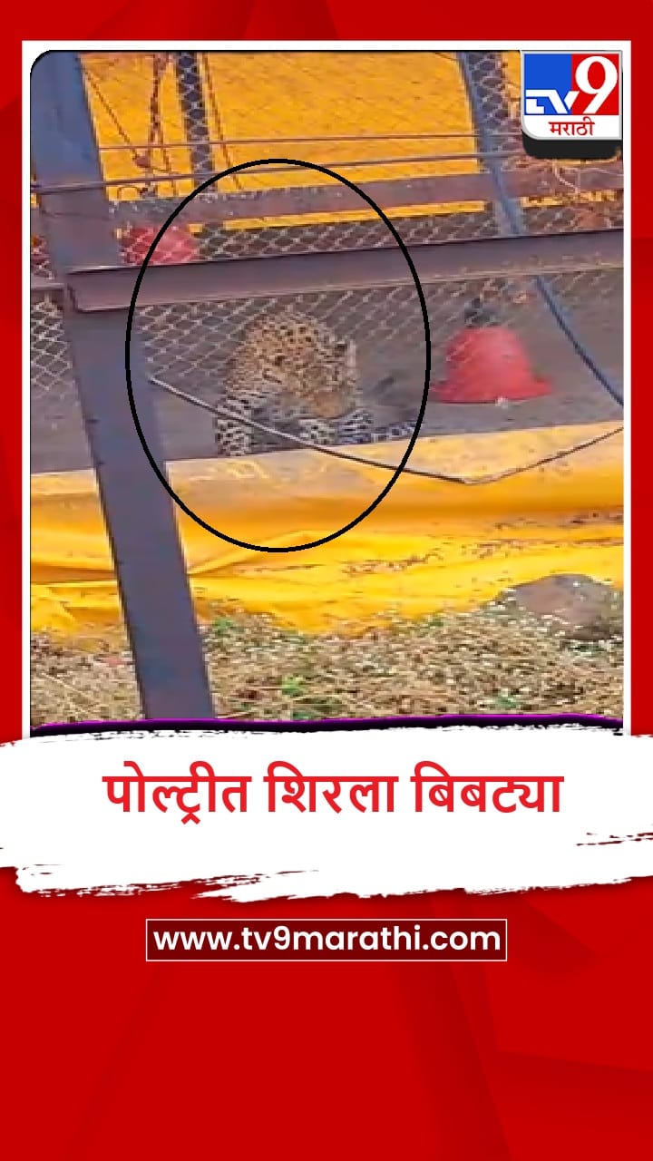 Igatpuri : बापरे, समनेरेतील पोल्ट्रीत शिरला बिबट्या, पुढे काय झालं? पाहा व्हीडिओ