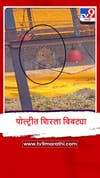 Igatpuri : बापरे, समनेरेतील पोल्ट्रीत शिरला बिबट्या, पुढे काय झालं? पाहा व्हीडिओ.