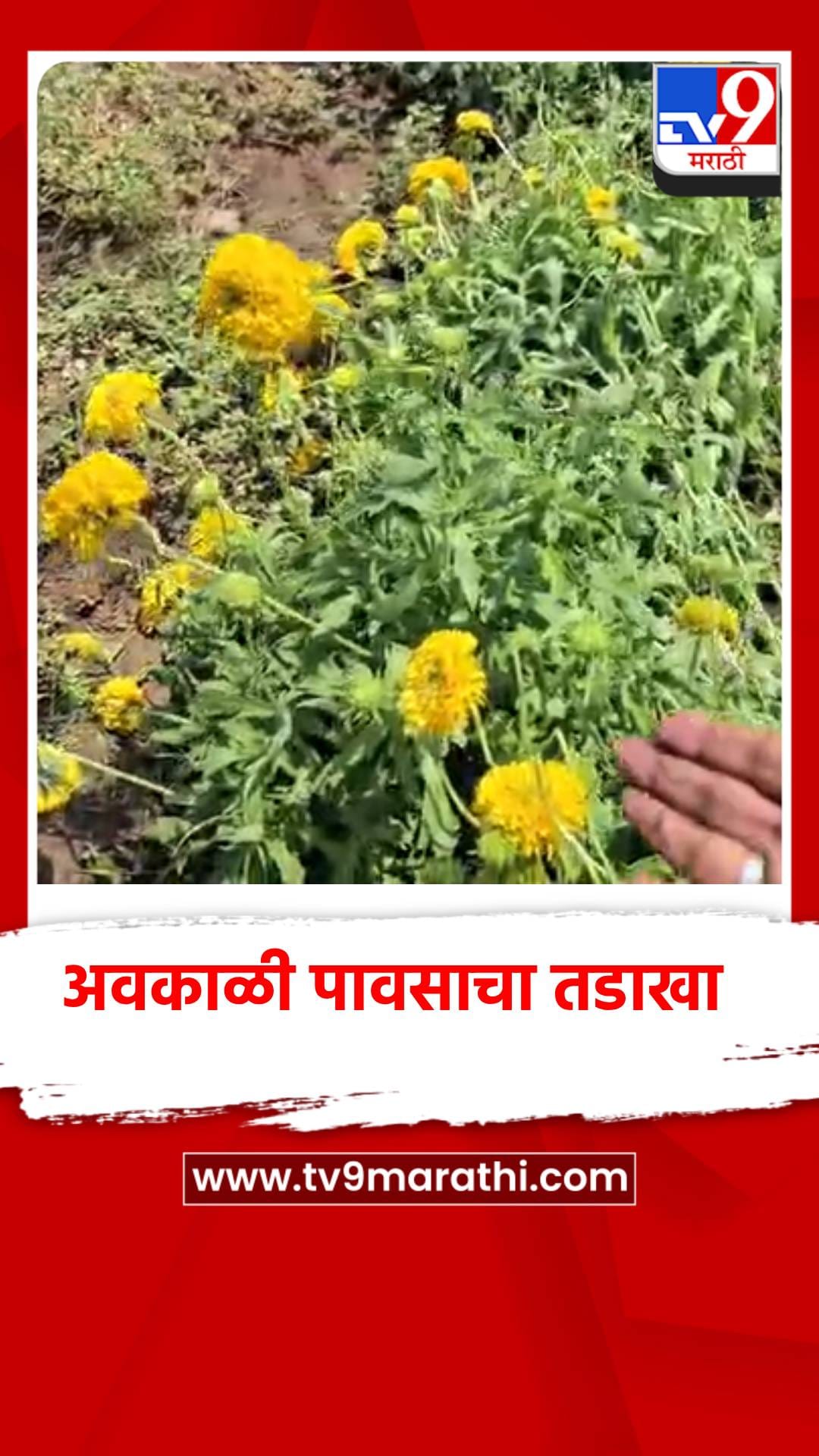 वादळी वाऱ्यासह अवकाळी पावसाचा तडाखा, जळगावात शेतकर्‍यांचे मोठे नुकसान