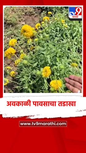 वादळी वाऱ्यासह अवकाळी पावसाचा तडाखा, जळगावात शेतकर्‍यांचे मोठे नुकसान