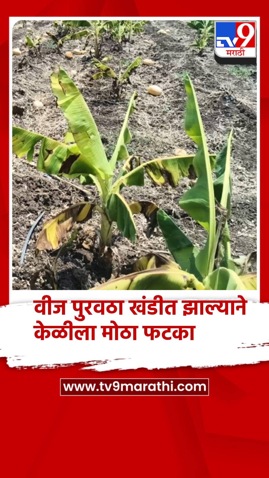 उन्हाचा पारा वाढला, त्यात MESB खोडा, केळी उत्पादकांचा पारा चढला