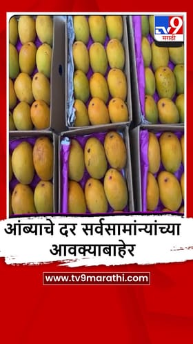 Sindhudurg : देवगड हापूस कणकवली मार्केटमध्ये दाखल, एक डझन आंब्याचा भाव किती?