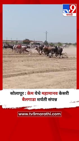 सोलापूर : केम येथे महामानव केसरी बैलगाडा शर्यती संपन्न