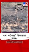 Khed : आसखेड बुद्रुक परिसरात भामा नदीच्या काठावर बिबट्याचा वावर? स्थानिकांची घाबरगुंडी.