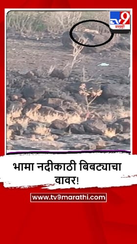 Khed : आसखेड बुद्रुक परिसरात भामा नदीच्या काठावर बिबट्याचा वावर? स्थानिकांची घाबरगुंडी