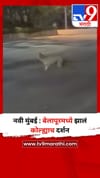 नवी मुंबई : बेलापूरमध्ये झालं कोल्ह्याच दर्शन.