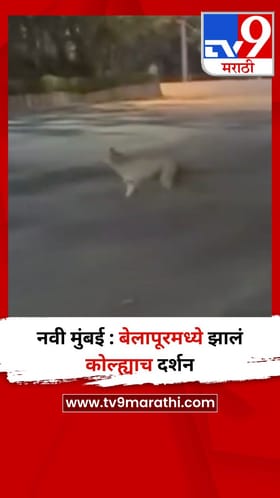 नवी मुंबई : बेलापूरमध्ये झालं कोल्ह्याच दर्शन