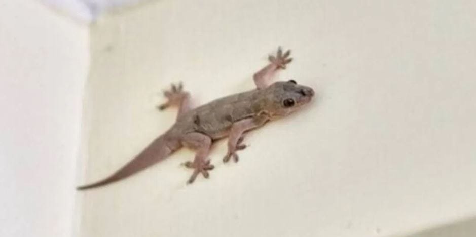 अनेकदा किचनमध्ये गेलं की लपून बसलेली पाल तुमच्यासमोर येते. पाल दिसतात अनेकांना चीड येते. तर काही लोक थेट पळ काढतात. घरात एकदा पाल दिसायला लागली की तिला घरातून बाहेर काढणे खूप कठीण होऊन जाते.