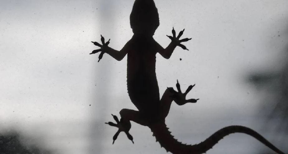 घरात एकदा पाल आली की पुढच्याच काही दिवसांनी तुम्हाला एका पालीच्या दोन ते तीन पाली झालेल्या पाहायला मिळतील. त्यानंतर घर म्हणजे पालींचे साम्राज्य आहे की काय? असाही प्रश्न अनेकदा पडतो. काही लोक पालींना घराबाहेर काढण्यासाठी अनेक उपाय करतात. परंतु त्यात यश येत नाही.