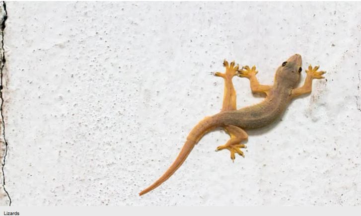   (टीप- या लेखातील सर्व माहिती ही प्राथमिक स्वरुपाची आहे. सविस्तर माहितीसाठी किंवा कोणताही प्रयोग करण्याआधी त्या-त्या क्षेत्रातील तज्ज्ञांशी संपर्क साधावा)