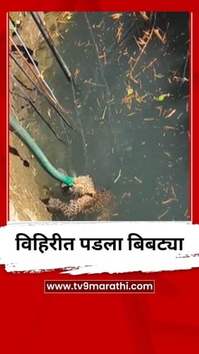 शिकारीच्या शोधात विहिरीत पडला बिबट्या