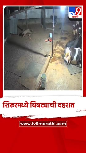 बिबट्याचा थरार...गोठ्यात गुरं बांधलेली आणि...