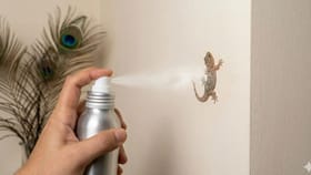 घरात सतत पाल येतेय? 'या' घरगुती उपायाने निघून जाईल.