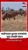 मालेगावात दुभत्या जनावरांवर चारा टंचाईचे संकट.