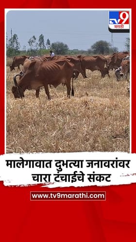 मालेगावात दुभत्या जनावरांवर चारा टंचाईचे संकट