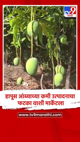 हापूस आंब्याच्या कमी उत्पादनाचा फटका वाशी मार्केटला