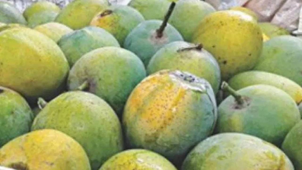 आंब्यामध्ये नैसर्गिक साखर नक्कीच जास्त असते पण त्यात अनेक पोषक घटकही असतात. सर्वात महत्त्वाची गोष्ट म्हणजे त्यात मँगिफेरिन नावाचा एक घटक आढळतो ज्याला अँटी-डायबिटिक गुणधर्मांसाठी ओळखले जाते. म्हणजे योग्य पद्धतीने खाल्ल्यास हे फळ शरीराला नुकसान करण्याऐवजी फायदाही देऊ शकते.