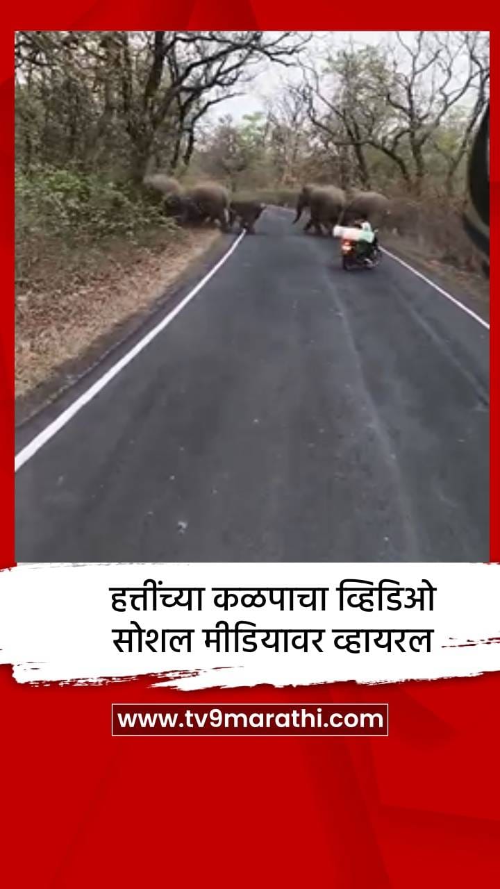 हत्तींच्या कळपाचा व्हिडिओ सोशल मीडियावर व्हायरल