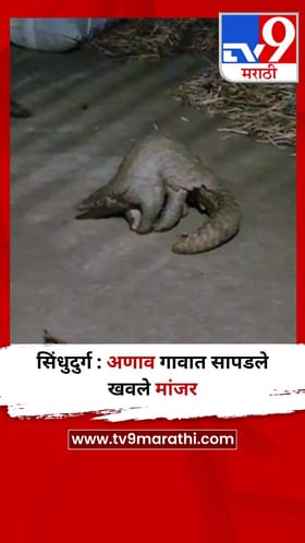 सिंधुदुर्ग : अणाव गावात सापडले खवले मांजर