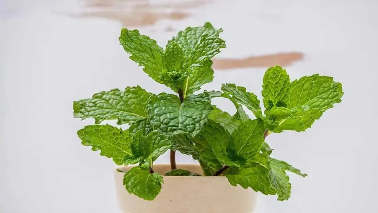 उन्हाळ्यात पुदिना खाण्याचे आरोग्यदायी फायदे….