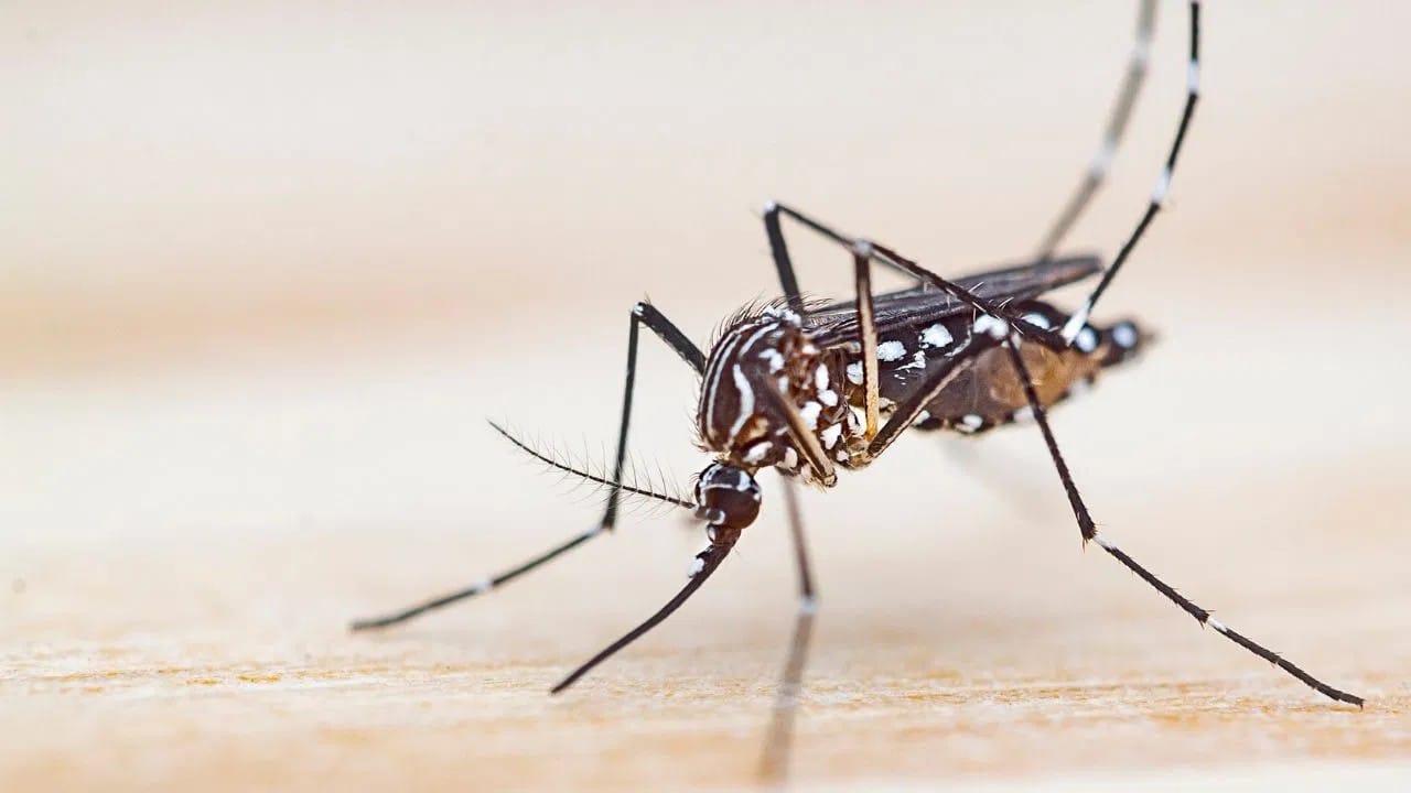 डास माणसाकडे आकर्षित होण्याचे सर्वात मुख्य कारण म्हणजे आपण नाकाद्वारे बाहेर सोडलेला कार्बन डायऑक्साइड (CO2) वायू. डासांच्या अँटेनावर अत्यंत संवेदनशील संवेदक (Sensors) असतात, जे सुमारे ३० ते ५० फूट अंतरावरूनही कार्बन डायऑक्साइडचा वास ओळखू शकतात.