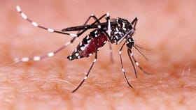 काळाकुट्ट अंधार असतानाही डास तुम्हाला अचूक कसे शोधतात? डोकं चक्रावून.