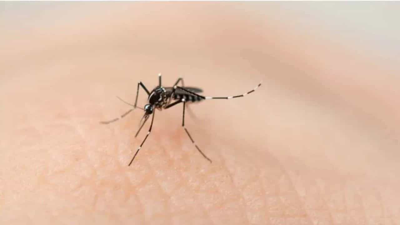 डास पुन्हा घरात येणारच नाहीत, 5 रुपयांच्या टोमॅटोचा करा हा सोपा उपाय, आता उन्हाळ्यात बिनधास्त खिडक्या उघड्या ठेवा