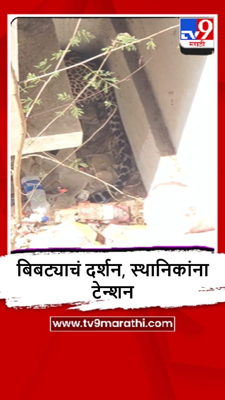 Jalgaon : मुक्ताईनगरात बिबट्याची दहशत, स्थानिकांमध्ये दहशत