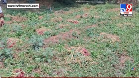 हवामानाच्या लहरीपणामुळे शेती उद्ध्वस्त; नाशिकमध्ये कांद्याचं नुकसान.