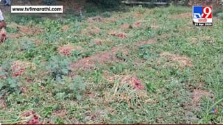 Nashik | Malegaon | हवामानाच्या लहरीपणामुळे शेती उद्ध्वस्त; नाशिक-मालेगावात कांद्याचं मोठं नुकसान