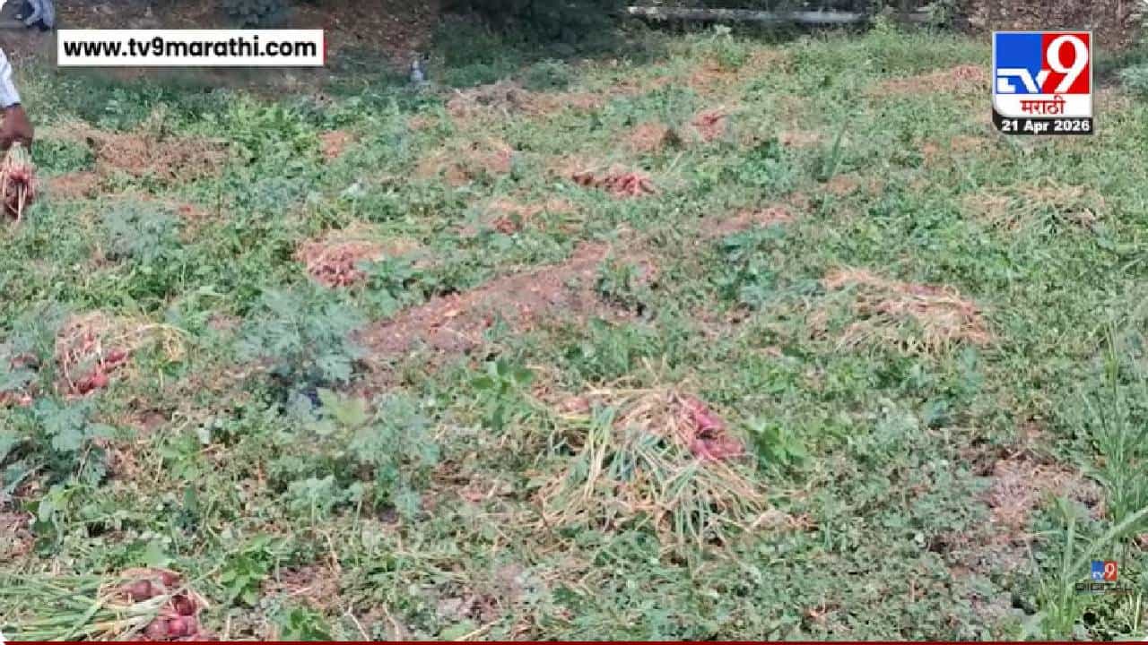 Nashik | Malegaon | हवामानाच्या लहरीपणामुळे शेती उद्ध्वस्त; नाशिक-मालेगावात कांद्याचं मोठं नुकसान