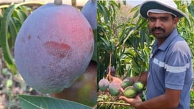 मालेगावातील शेतकऱ्याची कमाल, बांगलादेशी-जपानी आंब्यांची फुलवली बाग.