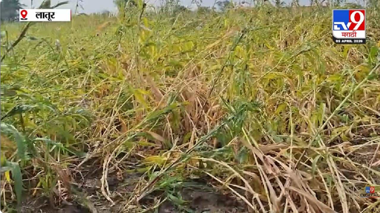 Latur News | लातूरमध्ये शेतीला अवकाळीचा मोठा फटका, वादळी वाऱ्यासह गारपीठीने हाताशी आलेलं ज्वारी पिक जमीनदोस्त