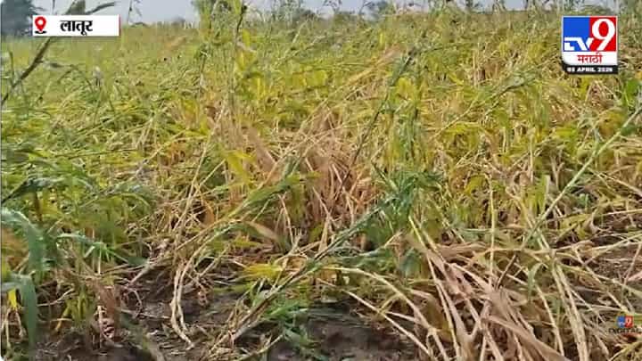 Latur News | लातूरमध्ये शेतीला अवकाळीचा मोठा फटका, वादळी वाऱ्यासह गारपीठीने हाताशी आलेलं ज्वारी पिक जमीनदोस्त Latur News | लातूरमध्ये शेतीला अवकाळीचा मोठा फटका, वादळी वाऱ्यासह गारपीठीने हाताशी आलेलं ज्वारी पिक जमीनदोस्त